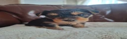 Yorkshire Terrier dogs for sale: Yorkshire terrier girl - Advert 4