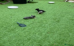 Chihuahua dogs for sale: Chihuahua puppies  - Image 5