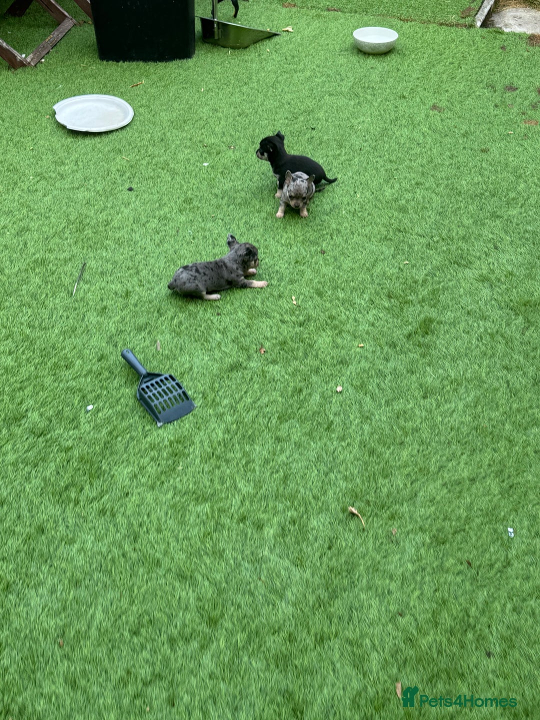 Chihuahua dogs for sale: Chihuahua puppies  - Image 5