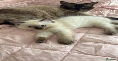 Ragdoll cats - Advert 16
