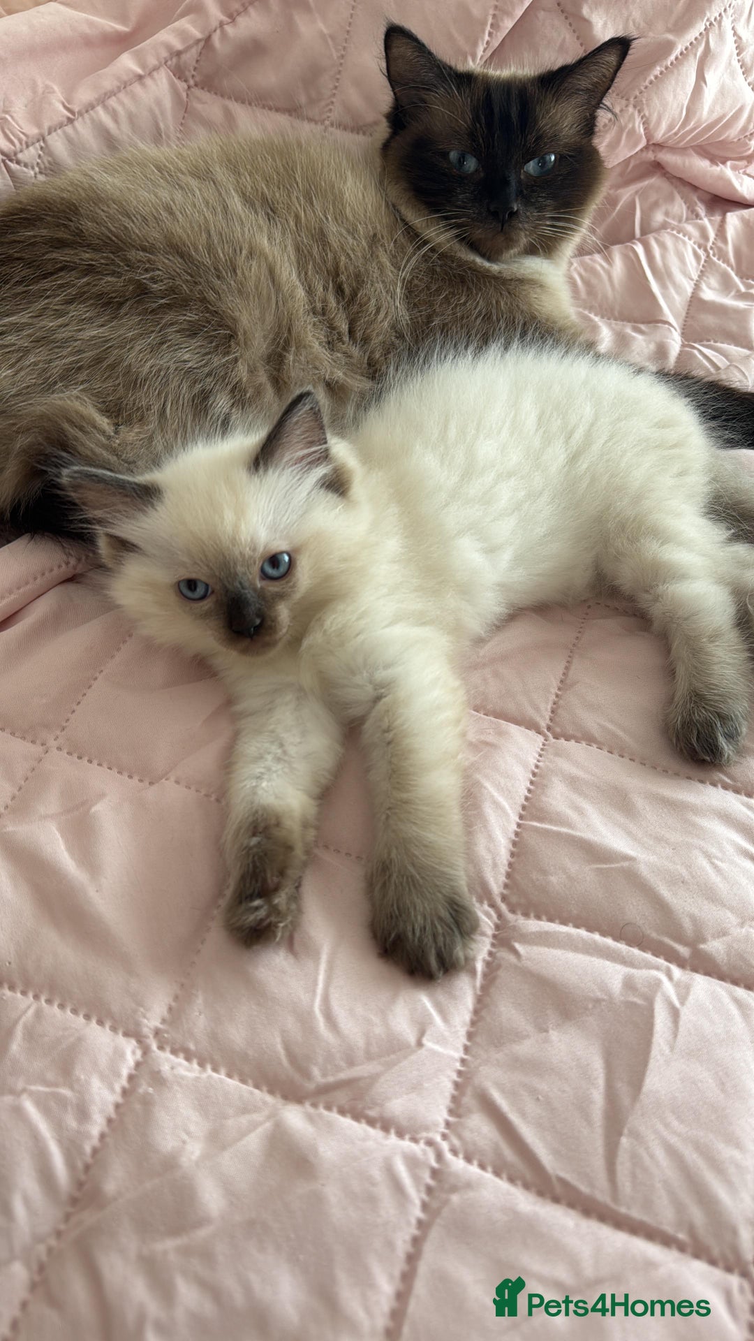 Ragdoll cats for sale: Ragdoll - Image 2