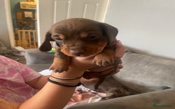 Dachshund dogs for sale: Miniature Dachshund pups - Image 5