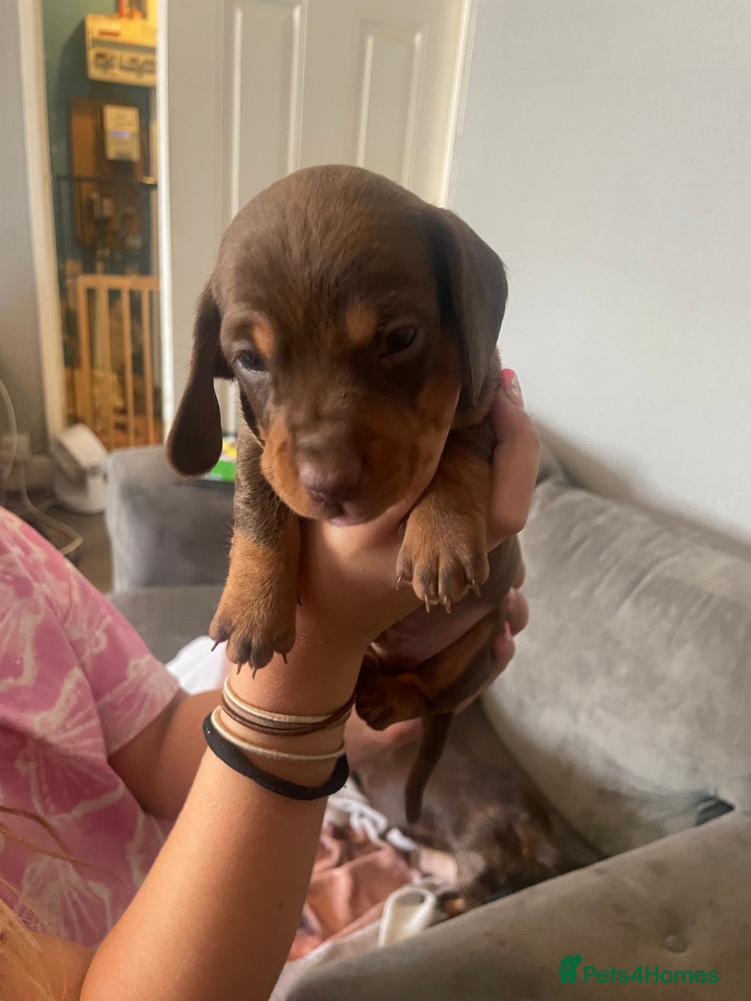 Dachshund dogs for sale: Miniature Dachshund pups - Image 5