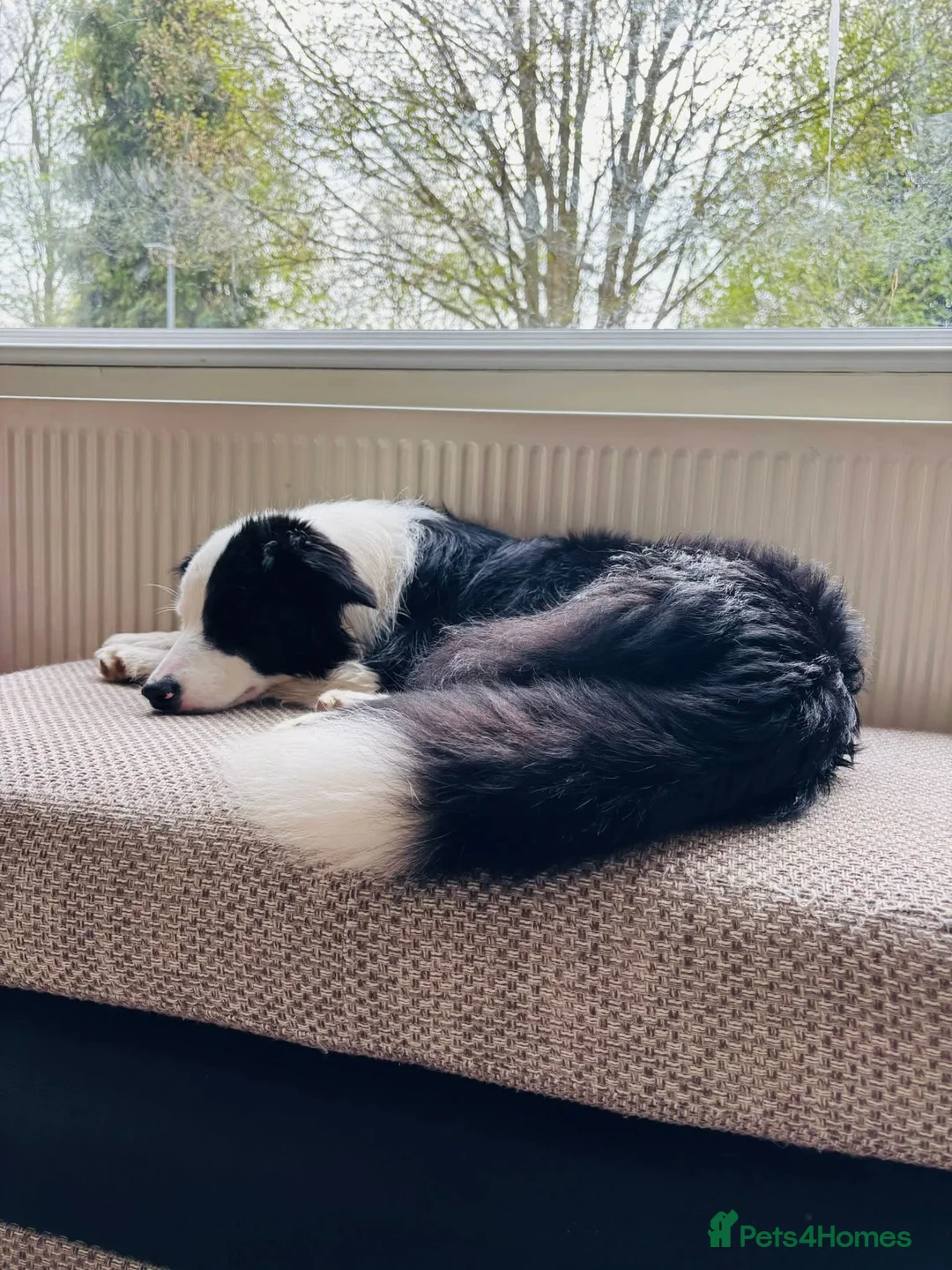 Border Collie dogs for sale: Callie needs a new home  - Advert 34