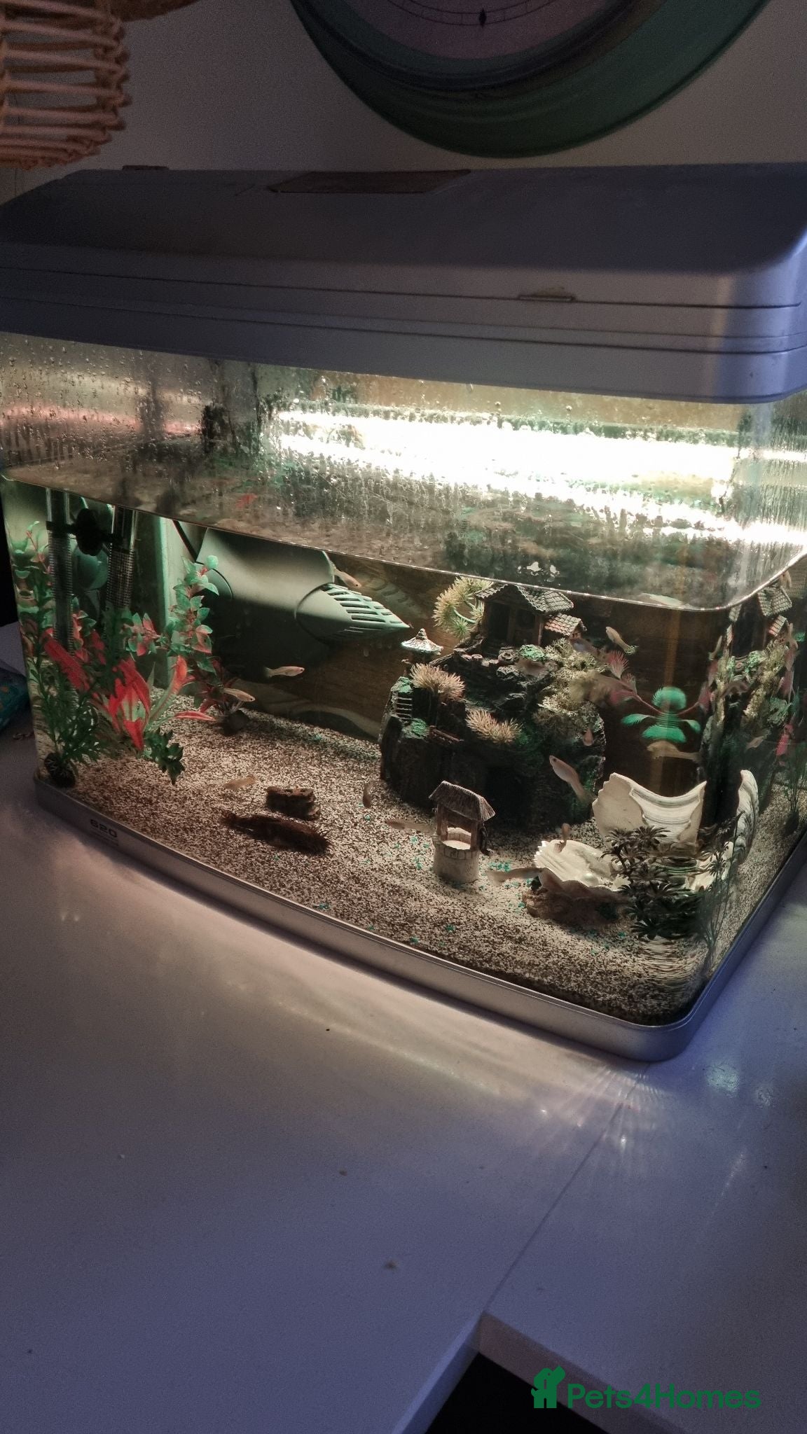 Other/Mixed Breed fish Tropical fish and tank - Advert 1