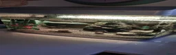Other/Mixed Breed fish for sale: Tropical fish and tank in Crawley - Advert 1