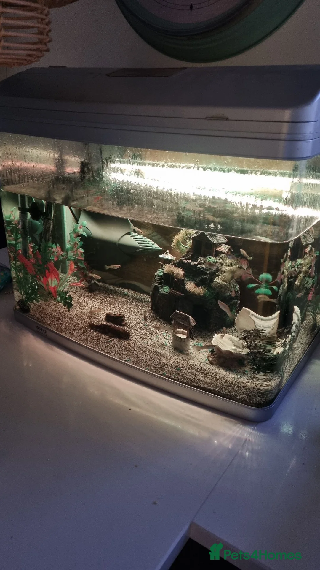 Other/Mixed Breed fish for sale: Tropical fish and tank in Crawley - Advert 1