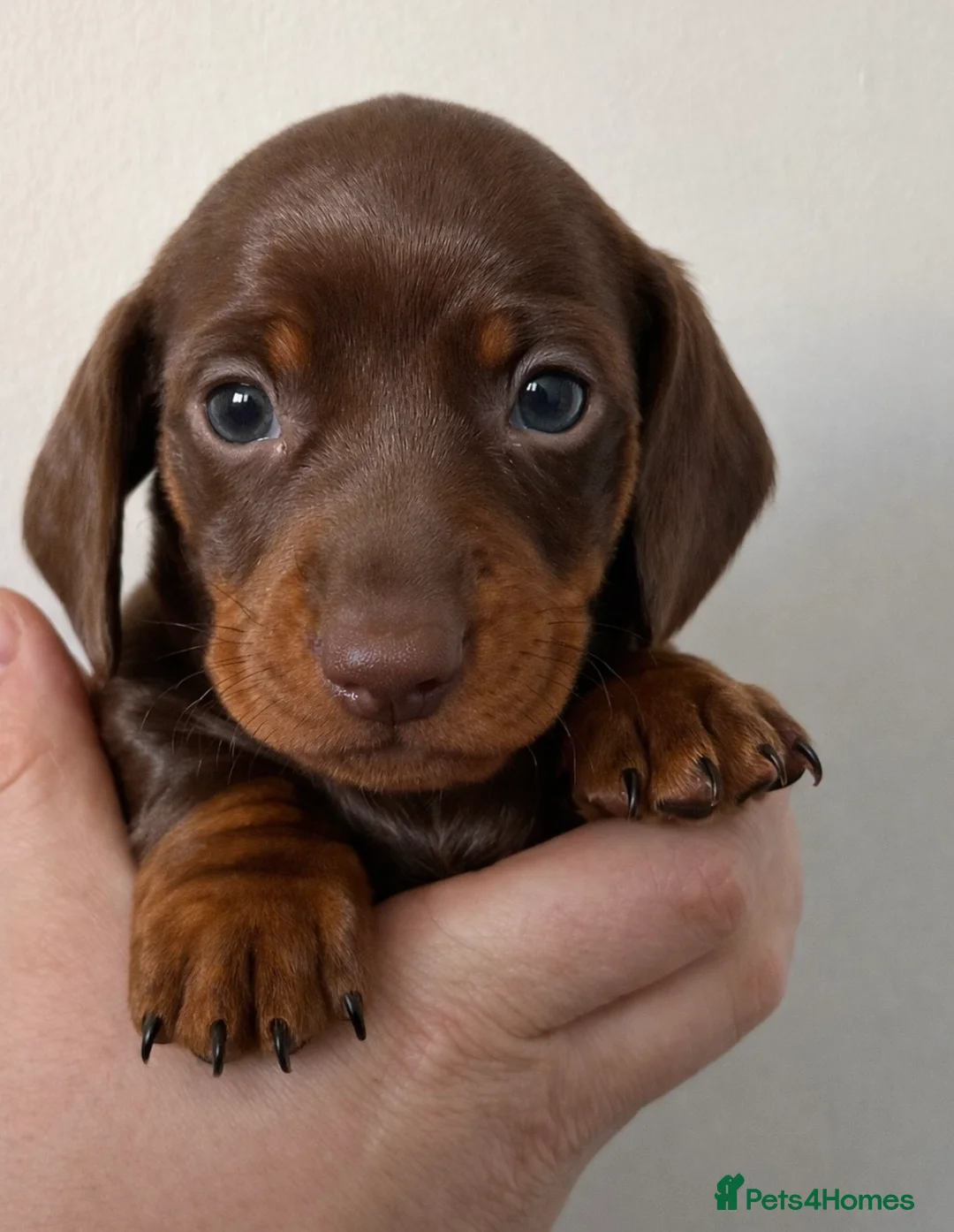 Miniature Dachshund dogs for sale: Miniature dachshund boys for sale  - Advert 1