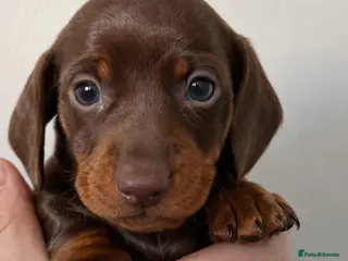 Miniature Dachshund dogs Miniature dachshund boys for sale - Advert 13