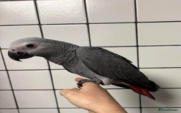Cockatoo birds for sale: Super Tame Hand Reared Baby African Greys - Image 2