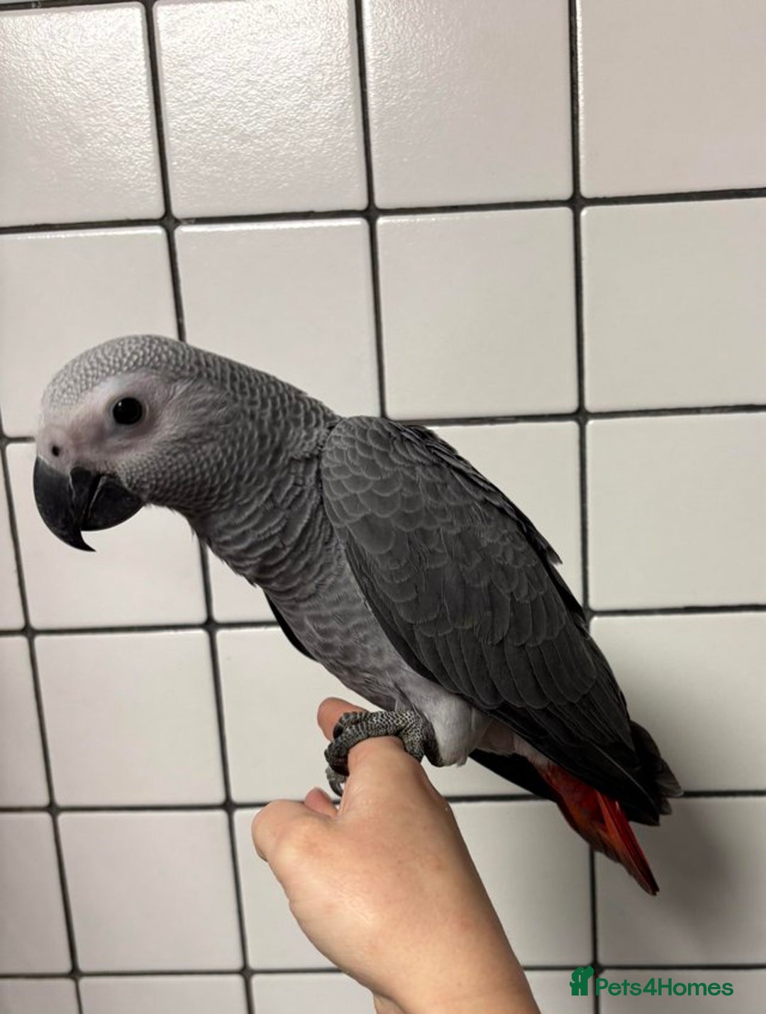 Cockatoo birds for sale: Super Tame Hand Reared Baby African Greys - Image 2