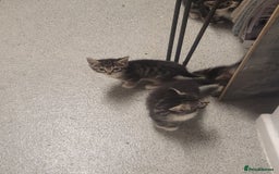 British Longhair cats for sale: Kittens  - Image 18