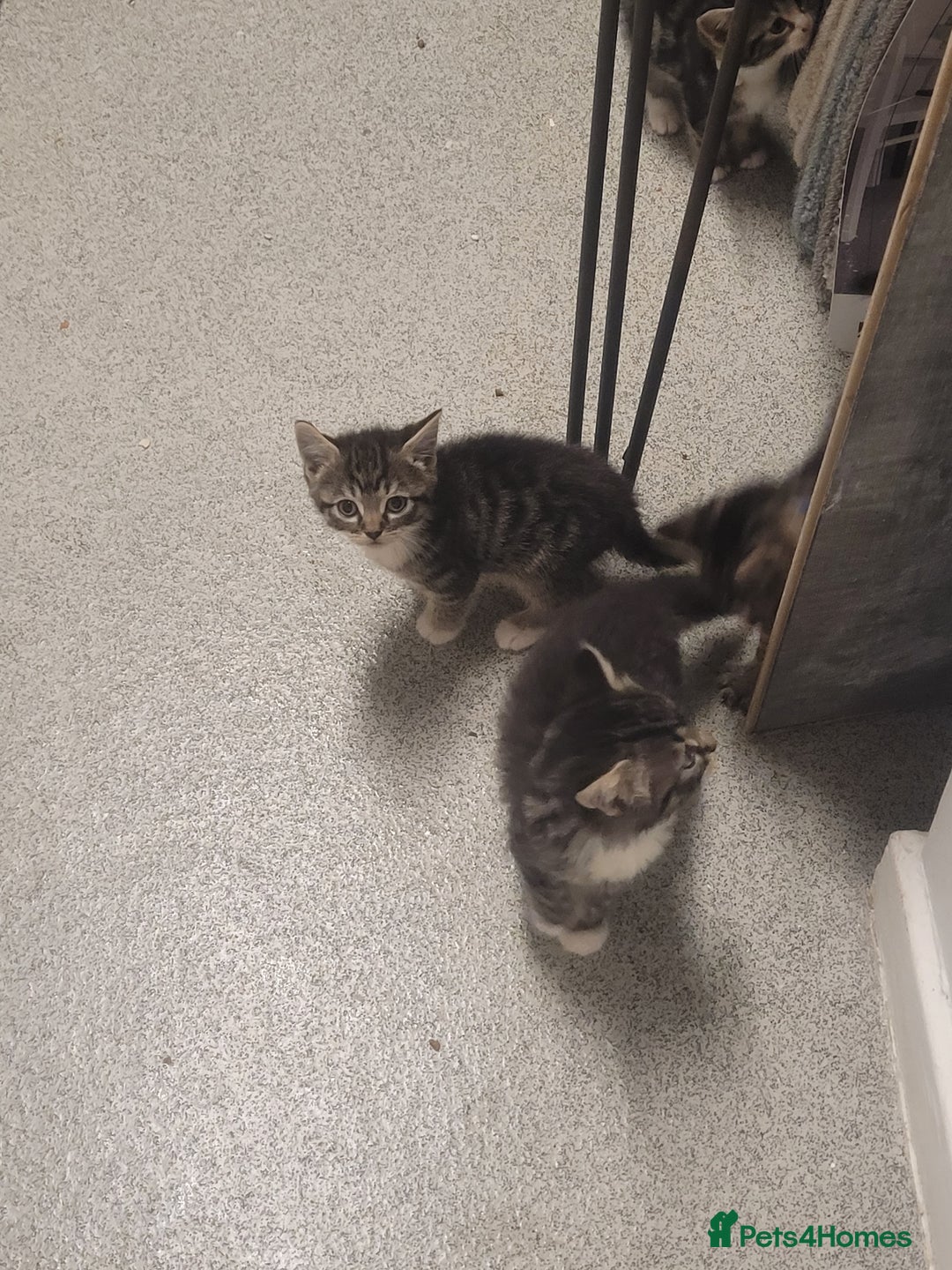 British Longhair cats for sale: Kittens  - Image 18