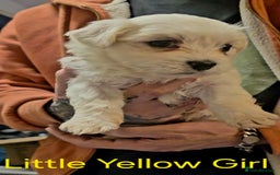 Maltese dogs for sale: Adorable Maltese puppies - Image 13