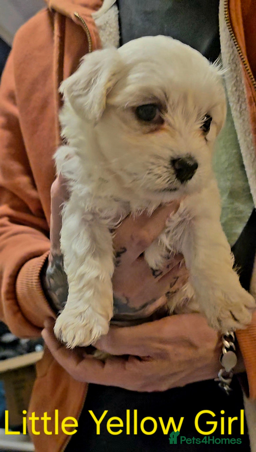 Maltese dogs for sale: Adorable Maltese puppies - Image 13