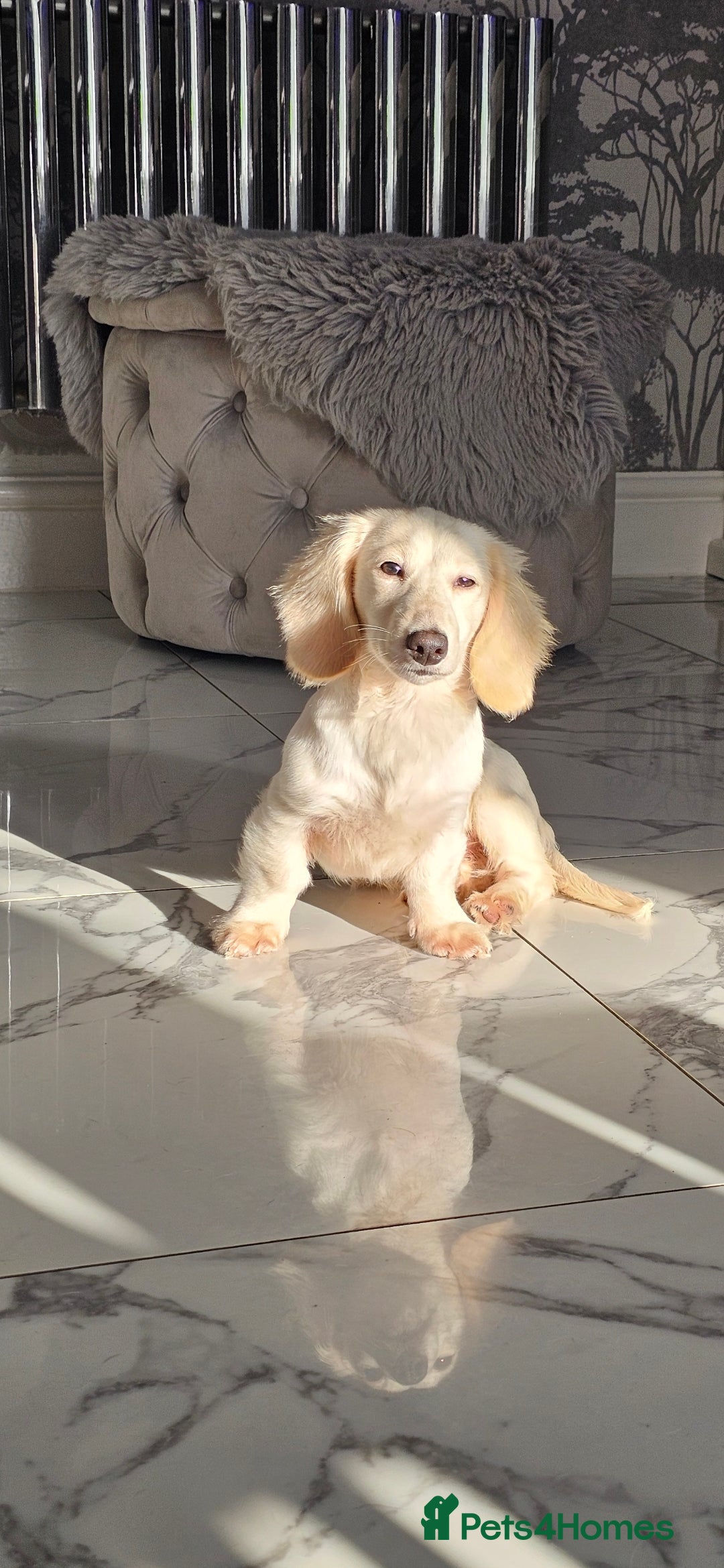 Miniature Dachshund dogs for sale: Miniature Dachshund cream piebald long-haired  - Advert 16
