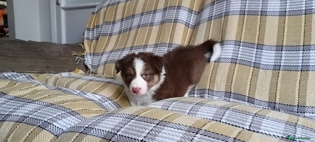 Australian Shepherd dogs for sale: Australian Shepherd puppies looking for new home in Peterborough - Image 17