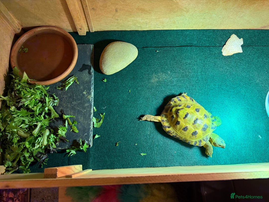 Tortoise reptiles for sale: Russian / Horsfield tortoise - Advert 1