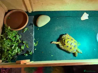 Tortoise reptiles Russian / Horsfield tortoise - Advert 12