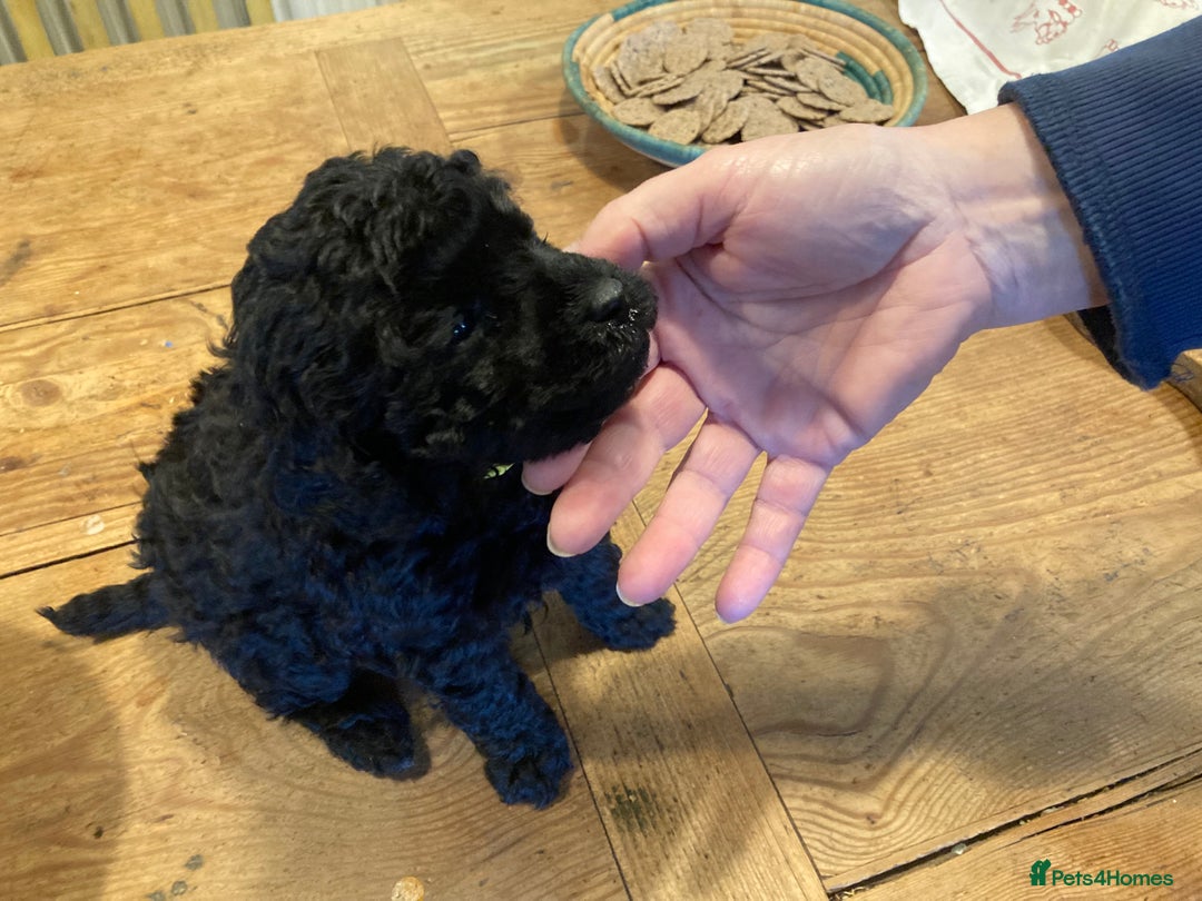 Miniature Poodle dogs for sale: Black miniature poodles - Image 5