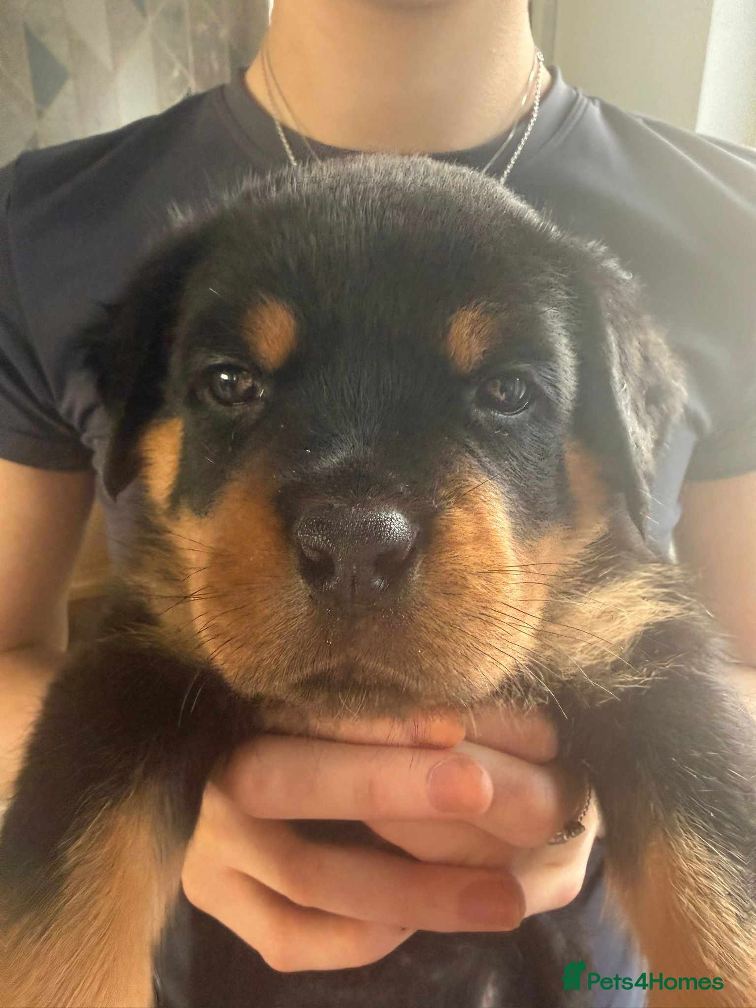 Rottweiler dogs Rottweiler puppies ready 17th june - Advert 2