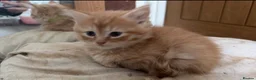 Mixed Breed cats for sale: Ginger and white kittens  - Advert 10