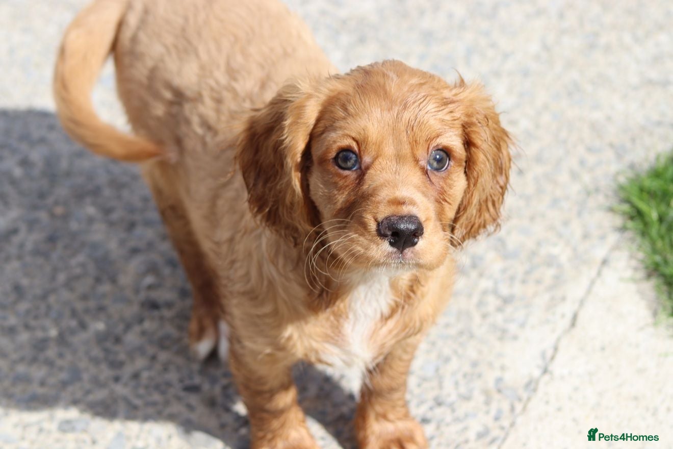 Cockapoo dogs Beautiful Cockerlierpoo puppies for sale - Advert 2