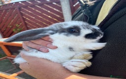Mini Lop rabbits for sale: Two beautiful mini lops ready to go now - Image 1