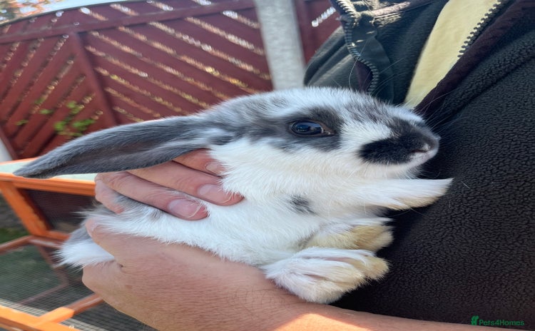 Mini Lop rabbits - Advert 4