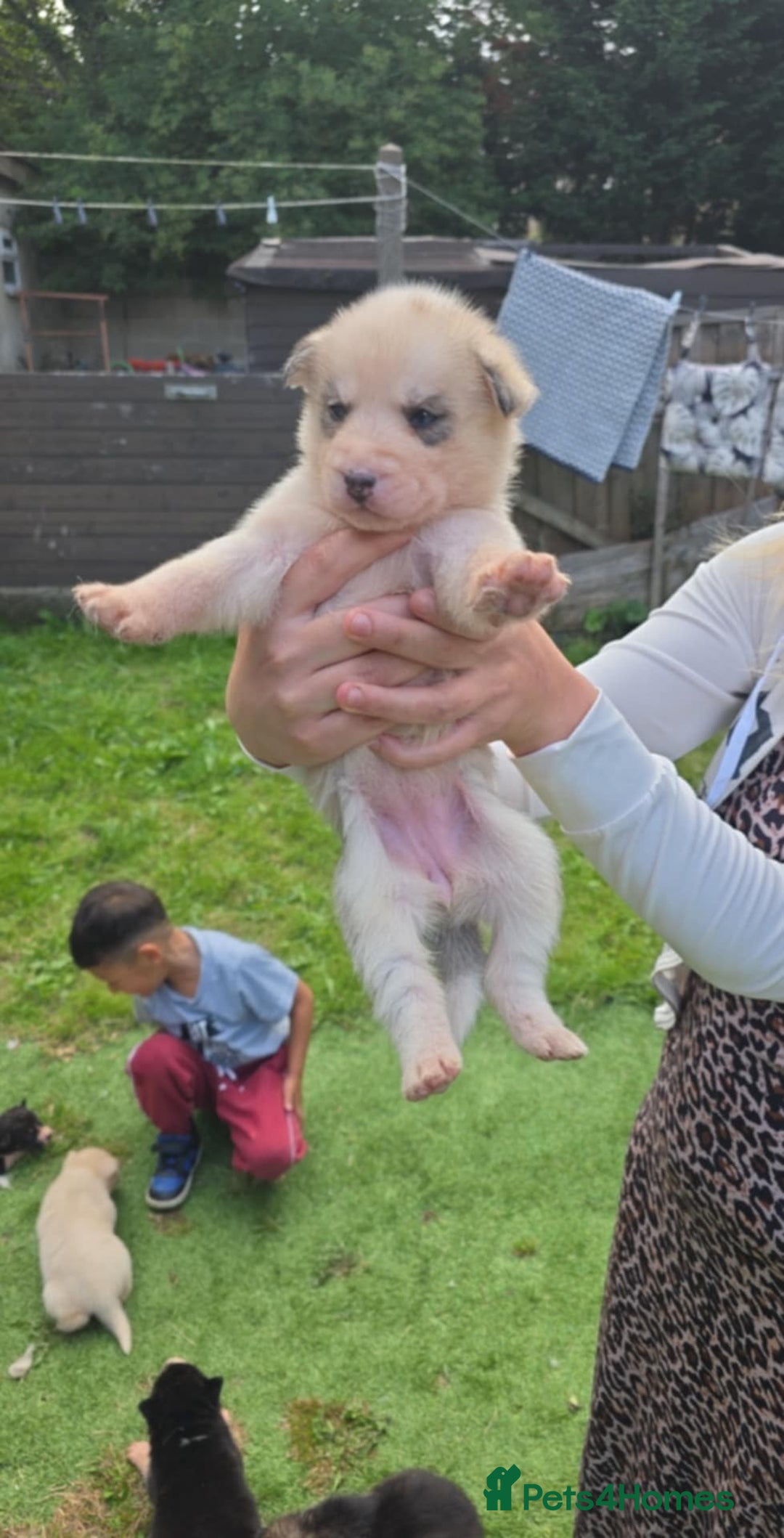 Siberian Husky dogs for sale: sibirian husky - Image 6