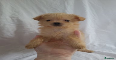 Morkie dogs Morkie puppies 5 🌟licence breeder  - Advert 1