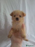 Morkie dogs Morkie puppies 5 🌟licence breeder - Advert 1