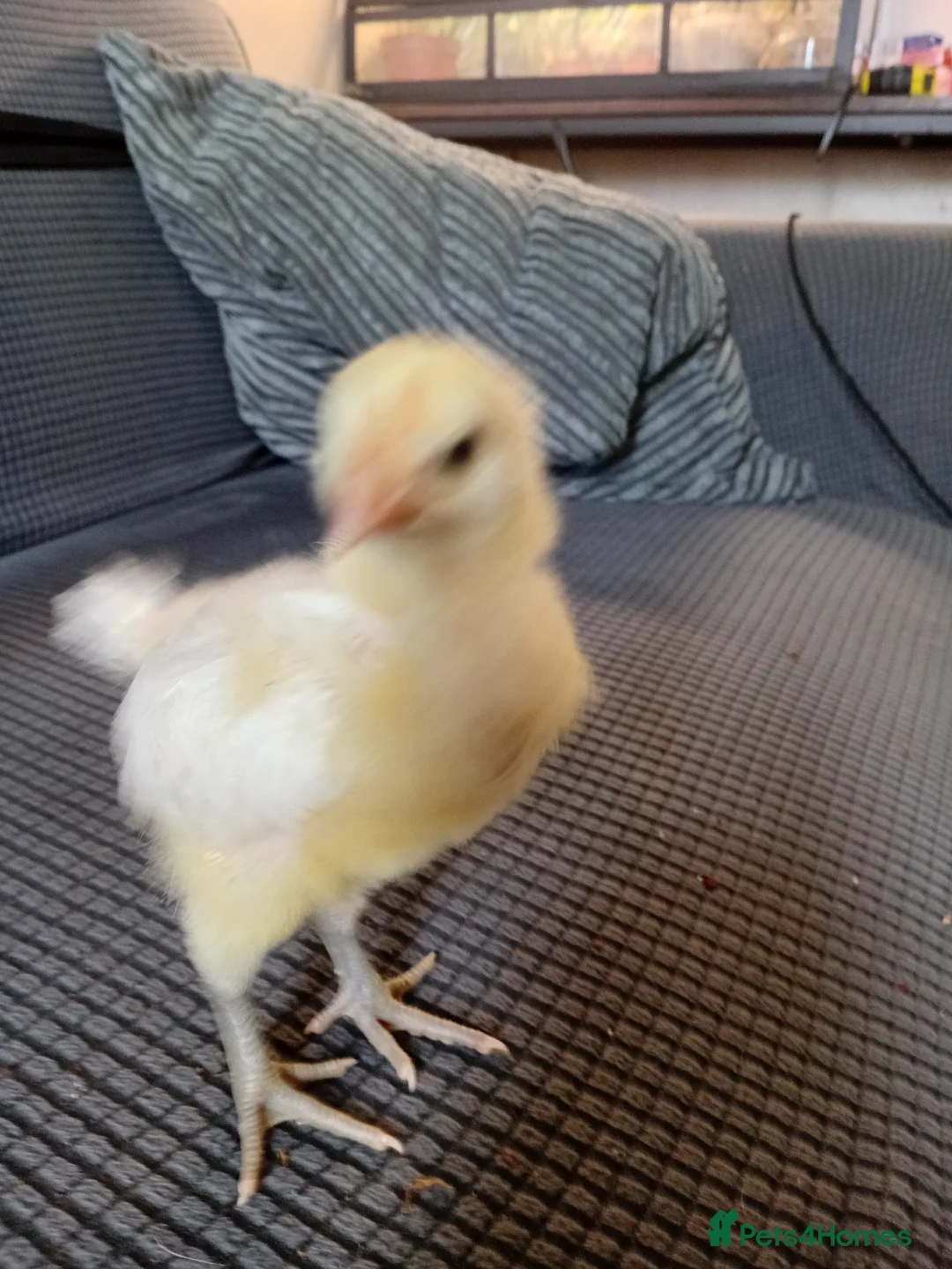 Chickens poultry for sale: Polish chickens 3 day old and two barnyard mixes  in Boldon Colliery - Advert 1