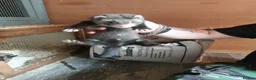 Ferret rodents for sale: Ferret Kits for sale - Advert 4
