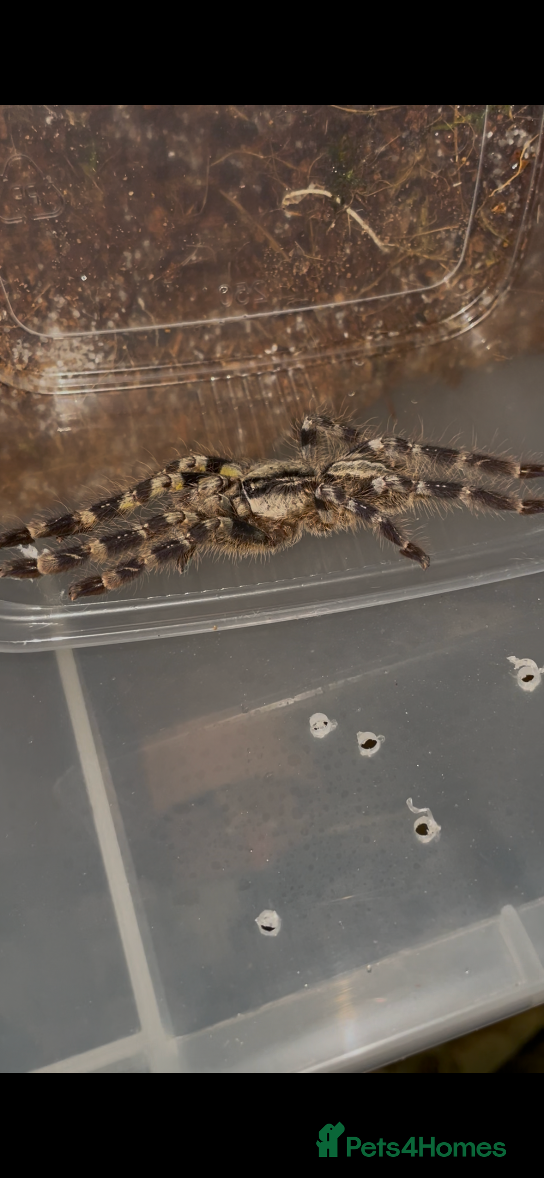 Tarantulas invertebrates for sale: Indian ornamental - Poecilotheria regalis - Advert 2