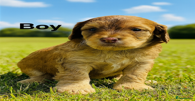 Cockapoo dogs DNA TESTED, Last 2 Boys, Ready 25th November ❤️ - Advert 2