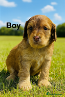 Cockapoo dogs DNA TESTED, Last 2 Boys, Ready 25th November ❤️ - Advert 2