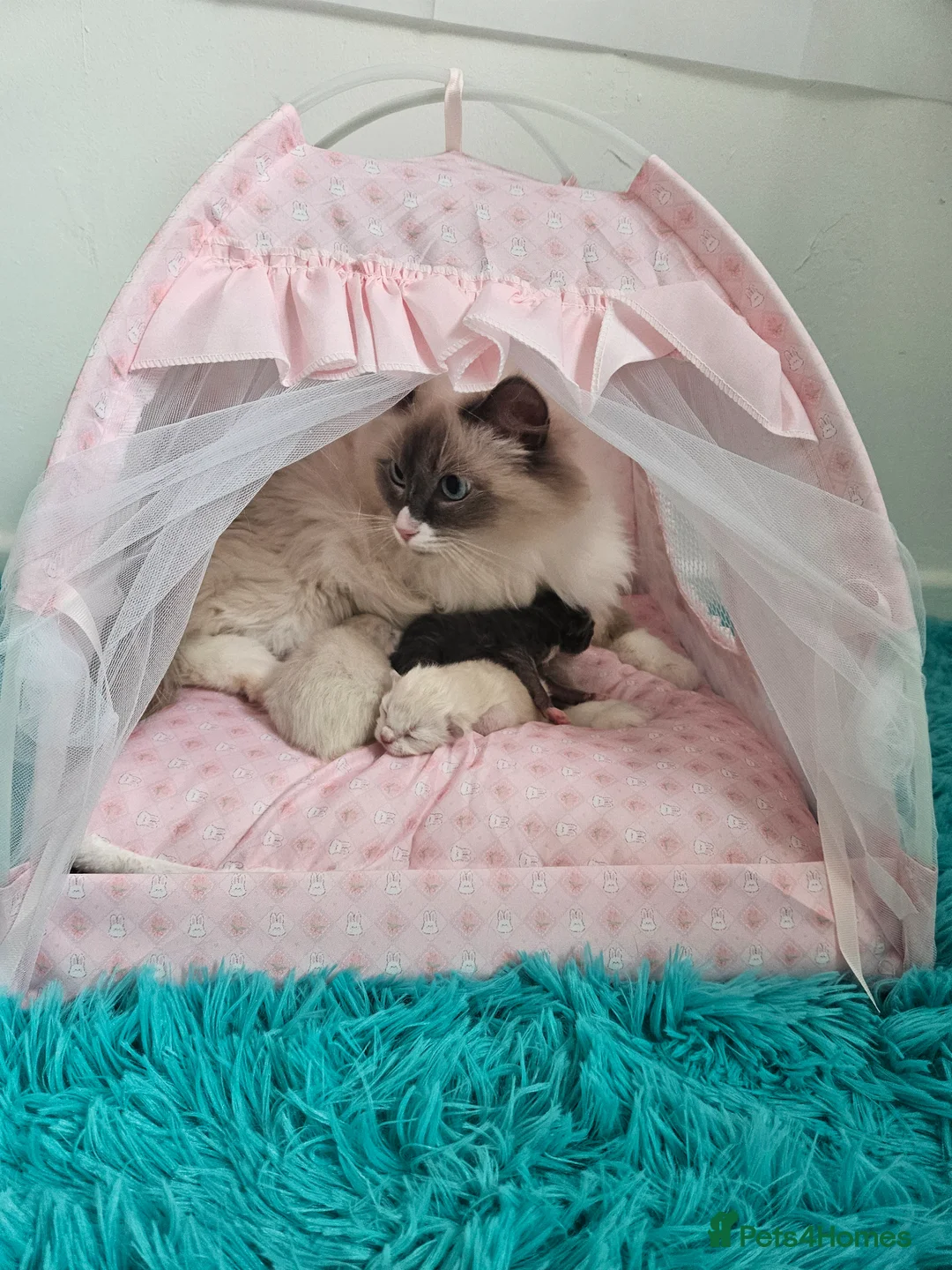 Ragdoll cats for sale: 3 Tica Ragdoll (Cherubim)Championship kittens  - Advert 1