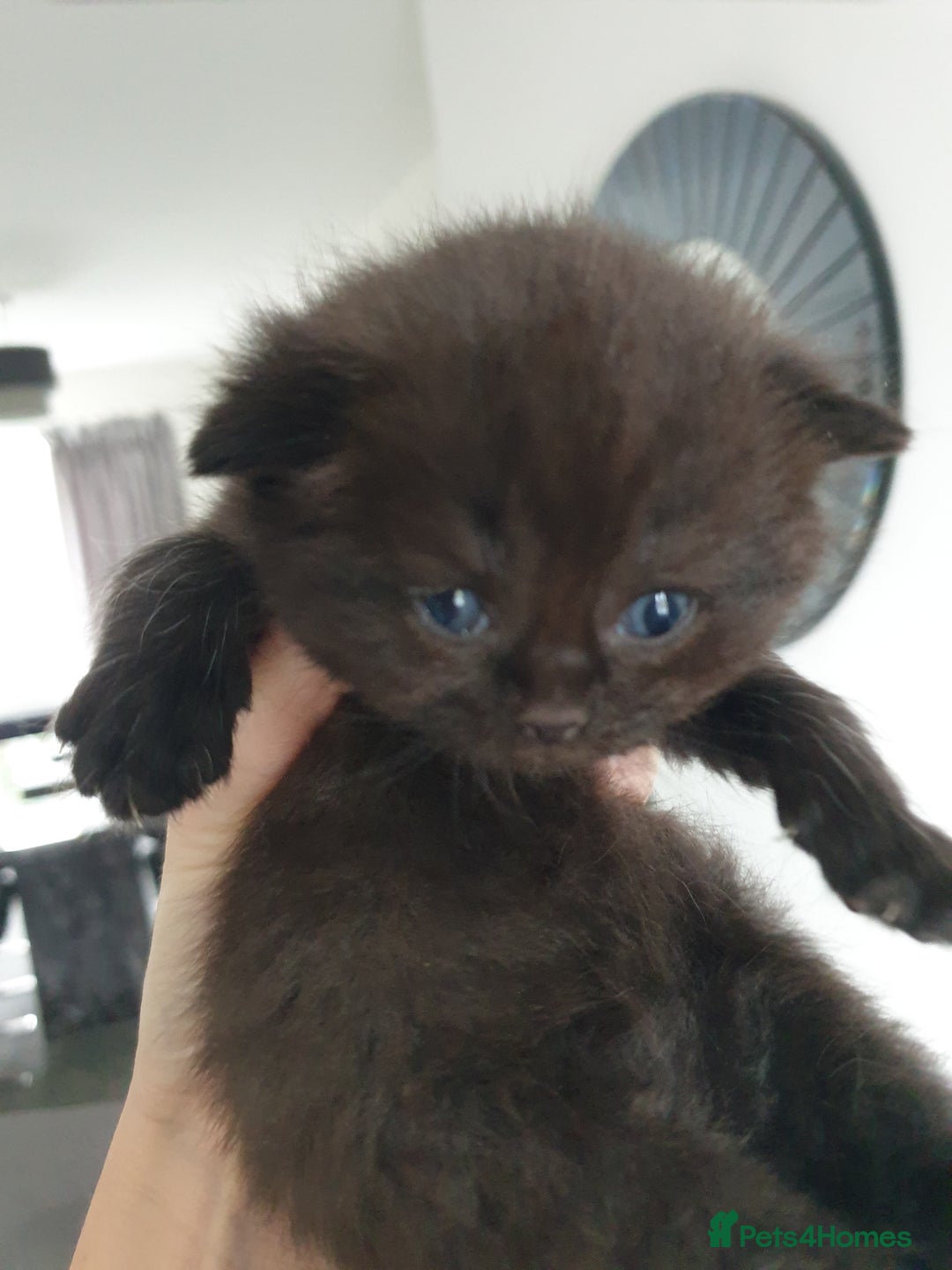 British Shorthair cats for sale: BSH Kittens  - Advert 7