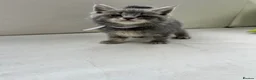 Maine Coon cats for sale: Mainecoon kittens grey smoke coats 1 LEFT  - Advert 8