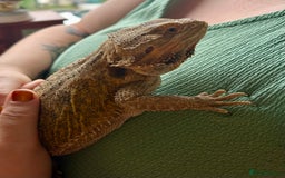 Bearded Dragon reptiles for sale: Gorgeous Bearded Dragon & Full Set Up - Image 3