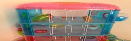 Hamster rodents for sale: Female hamster  - Advert 5