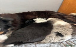 Border Collie dogs for sale: 7 Beautiful Border Collie Puppies  - Image 19
