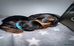 Yorkiepoo dogs for sale: Adorable yorkiepoo puppies ❤️ - Image 1