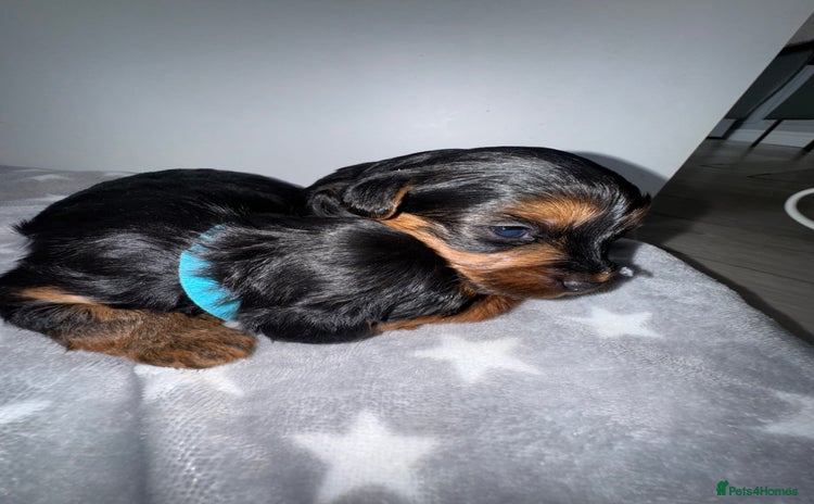 Yorkiepoo dogs - Advert 1