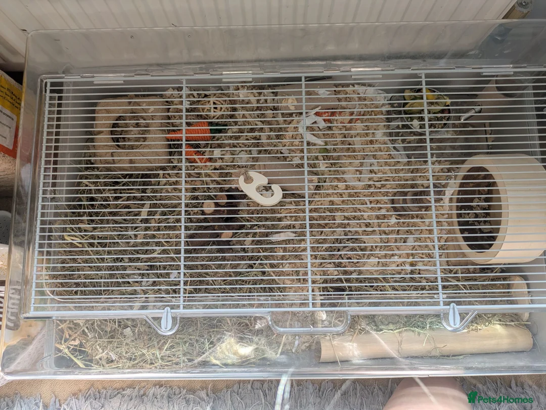 Hamster rodents for sale: Russian dwarf rehome 🤍 (look in description)  in Selby - Advert 3