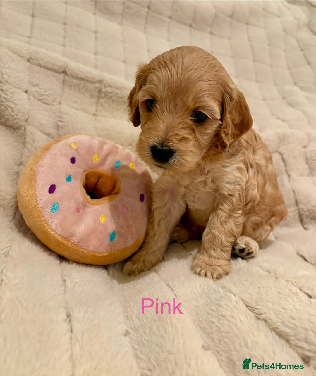 Cockapoo dogs for sale: Beautiful F2 Cockapoos - 5 boys left  - Advert 9
