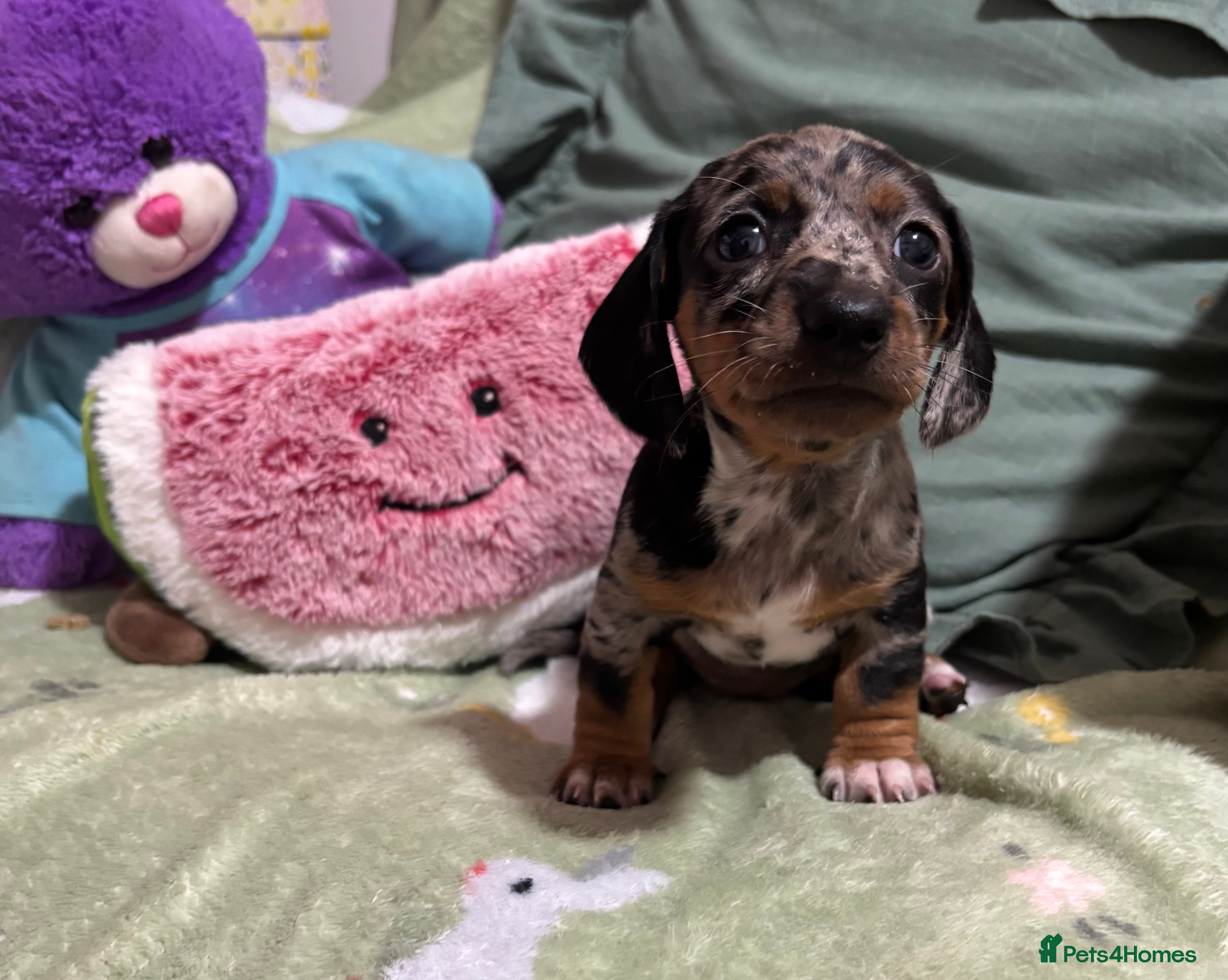 Dachshund dogs 🐾DWKC REG, DACHSHUND PUPPIES - Advert 1