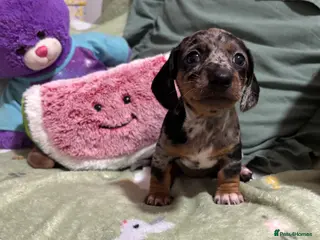 Dachshund dogs 🐾DWKC REG, DACHSHUND PUPPIES - Advert 4