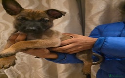 Belgian Shepherd Dog dogs for sale: Belgian malinois  - Image 6